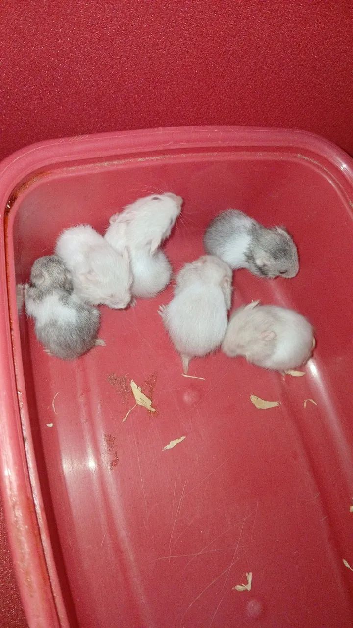 Filhotes de hamster  - Foto 3