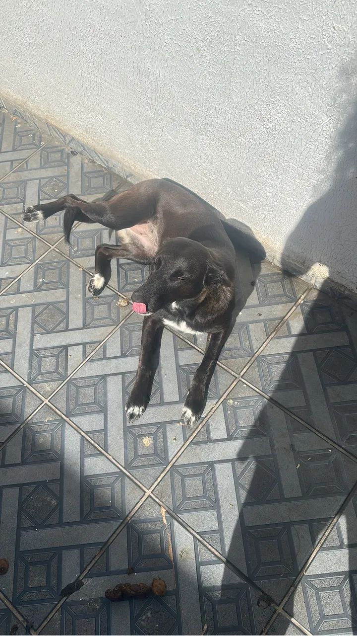 Doação de animais  - Foto 3