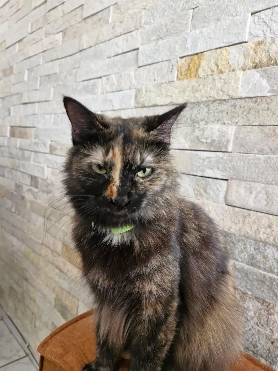Gata | Doação  - Foto 2