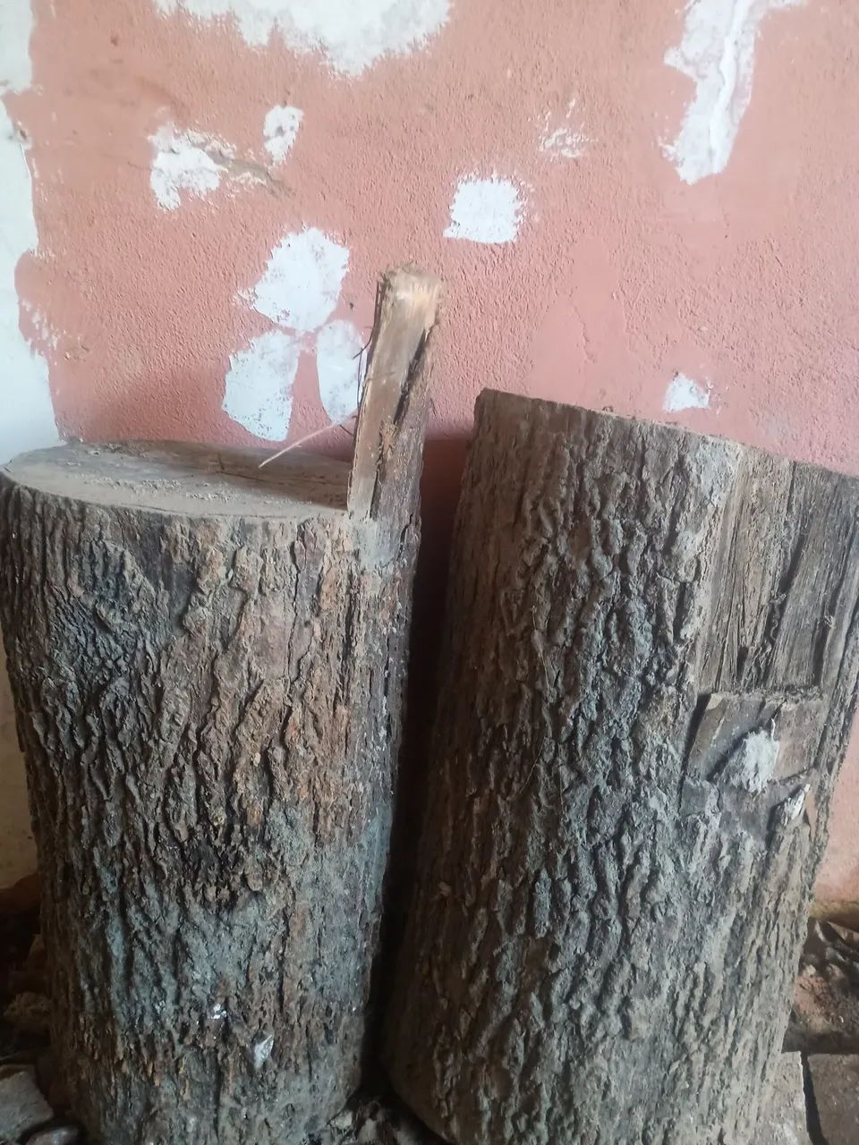 Tronco de árvore tamarindo 