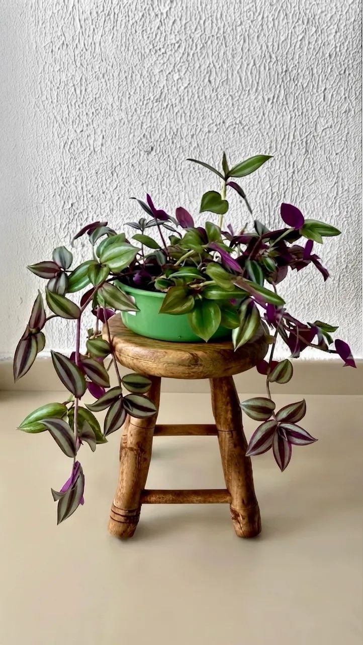 Vendo Plantas Pendentes 2 