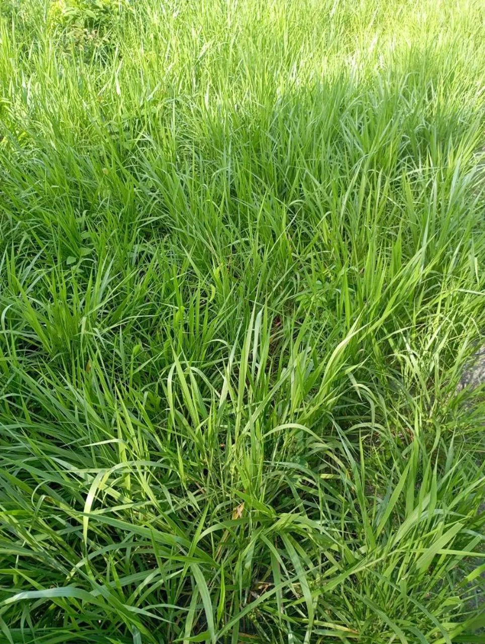 Vende se um lote na região do roxinho município de Iracema  na tronco 600 metro pro asfalt - Foto 5