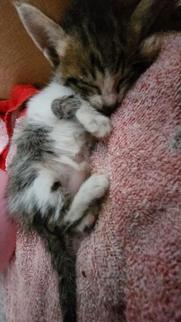 Gata para adoção