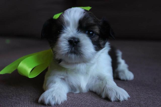 Filhotes de shih tzu , canil PS