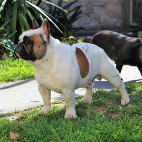 Filhotes de buldogue francês , canil ps