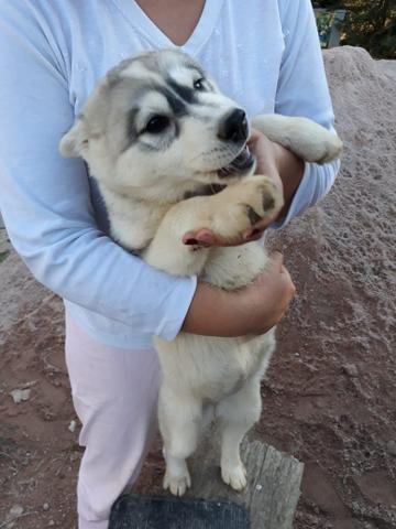 Husky siberiano fêmea - Foto 2