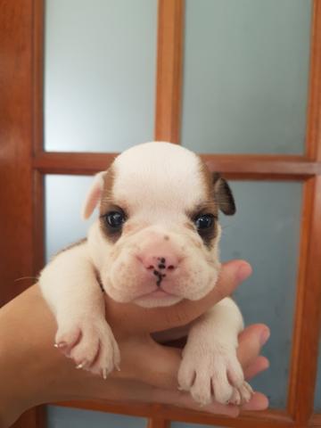 Filhotes Bulldog Inglês - Foto 4
