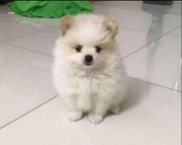 Lindos filhotes de Spitz Alemão / Lulu - Foto 4