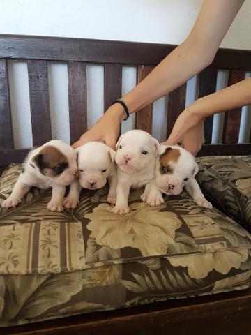 Filhotes Bulldog Inglês