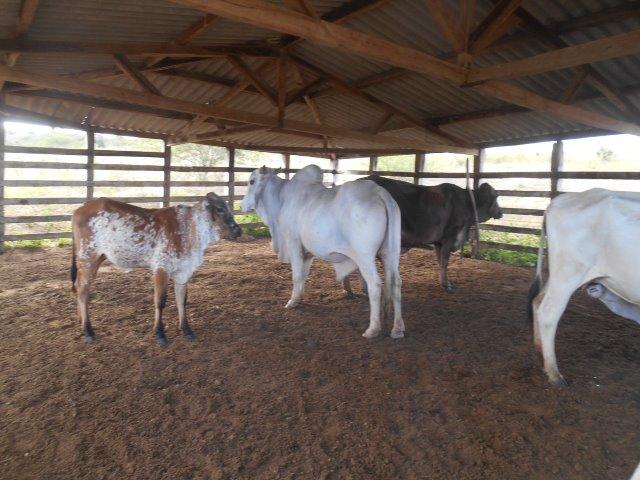 Fazenda 172 tarefas de terra com sede para criaçao de gado e cavalo e plantaçao - Foto 12