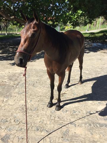 Vendo Potra QM - Foto 3