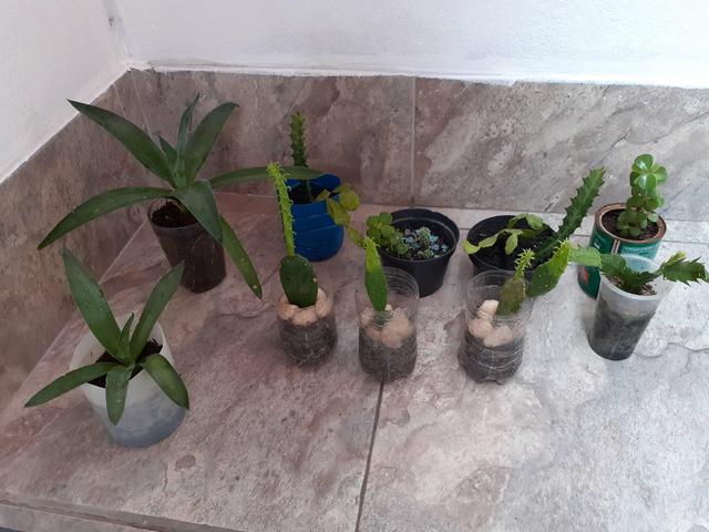 Plantas - Foto 6