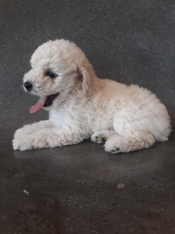 Lindo poodle n 1 Aceito cartões macho - Foto 3
