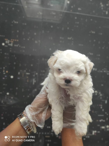 Maltês - parcelamos em até 12x - com pedigree, contrato, suporte veterinário - Foto 3