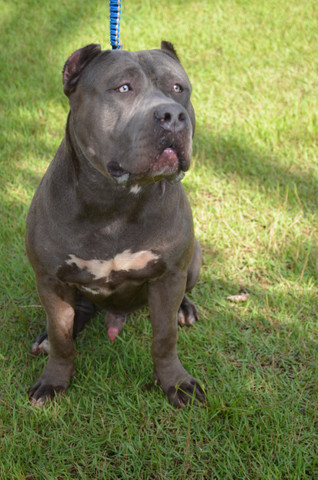 Filhotes pitbull - Foto 4