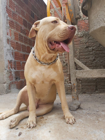 Pitbull Moster pedigree IBC - Foto 3