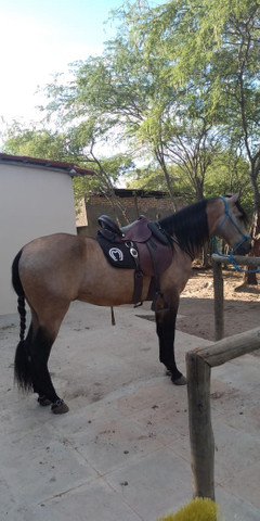 Cavalo manga longa