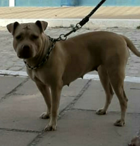 Pitbull Moster pedigree IBC - Foto 5