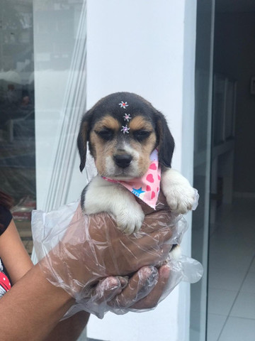 Beagle,filhotes com garantia de saúde, pedigree e auxilio veterinário,confira! - Foto 5