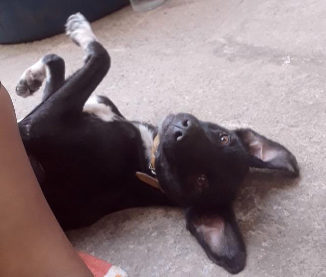 Doa se uma cachorrinha