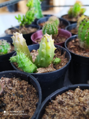 Plantas - Foto 4