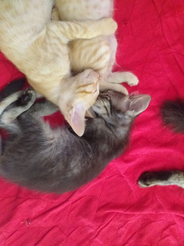 Doação de gatinhos - Foto 5