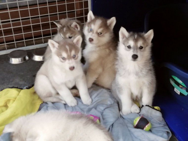 Husky lindos filhotes macho e fêmea disponível - Foto 2