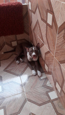 Vendo Cachorro de raça