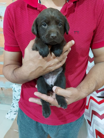 Labrador - parcelamos em até 12x - com pedigree, contrato, suporte veterinário - Foto 3