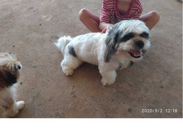 Padreador - Lhasa Apso - Foto 6