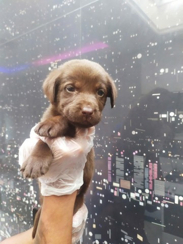 Labrador - parcelamos em até 12x - com pedigree, contrato, suporte veterinário - Foto 2