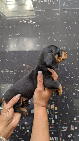 Teckel , lindos filhotes! com pedigree - Macho e Fêmea - Foto 2