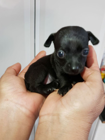 Filhote de Pinscher