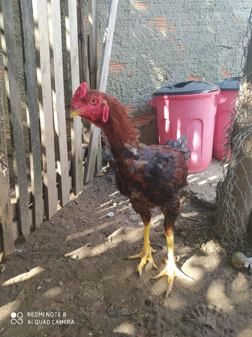 Vendo frango - Foto 3