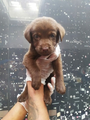 Labrador - parcelamos em até 12x - com pedigree, contrato, suporte veterinário