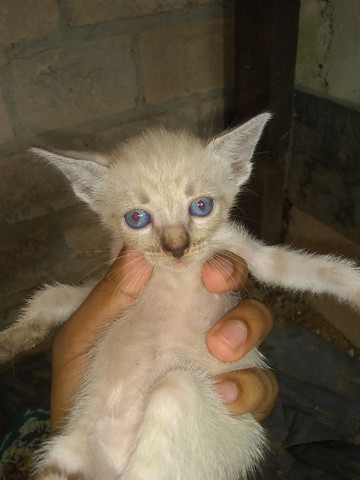 Gatos siamês
