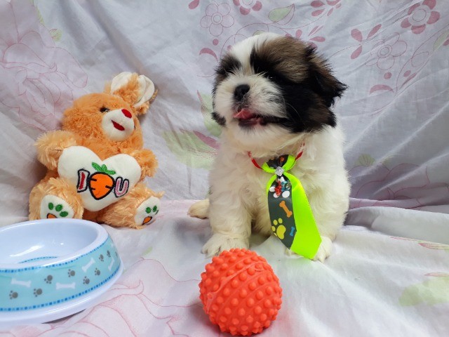 shih tzu