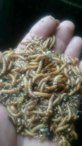 Tenebras * - Foto 3