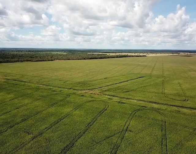 Fazenda de 10.551 hectares em Divinópolis-TO - Foto 5