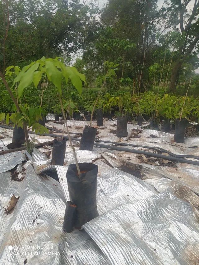 MUDA DE REFLORESTAMENTO   - Foto 4