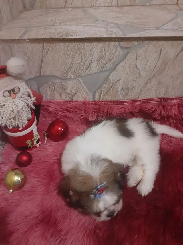 Fêmea de Shih tzu a pronta entrega 