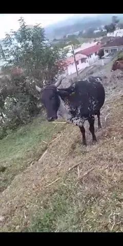 Vaca com terneira 