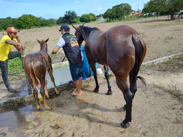 Cavalo acessórios 