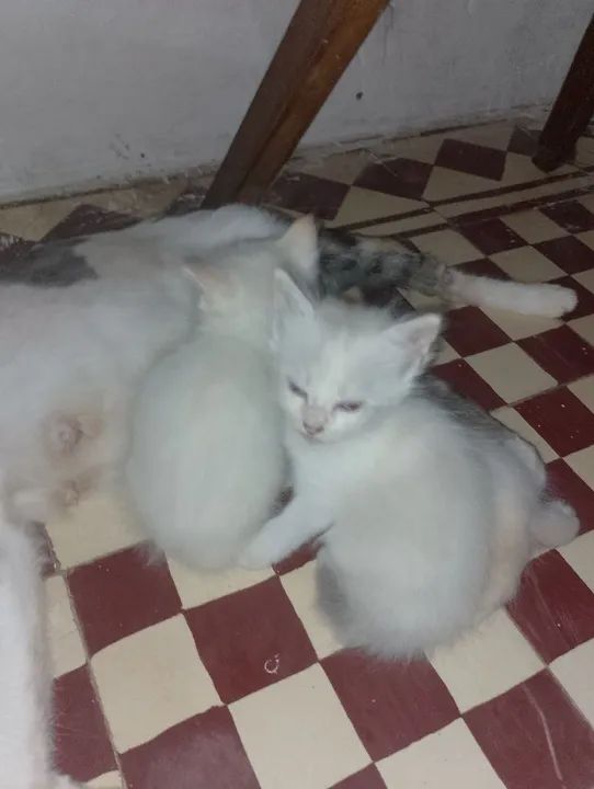 Doação gatinhos macho pra doar. 