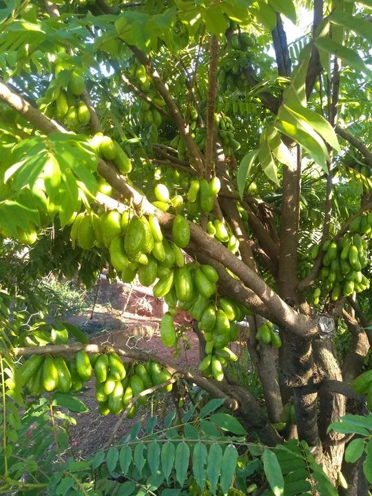 Biribi valor:50.00 kg