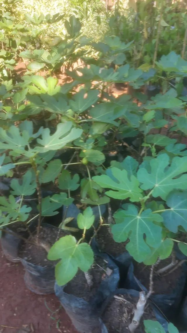 Frutíferas  e ornamentais..caja manga,cítricas Figo , Oliveira, jabuticaba, gueroba, coco - Foto 6