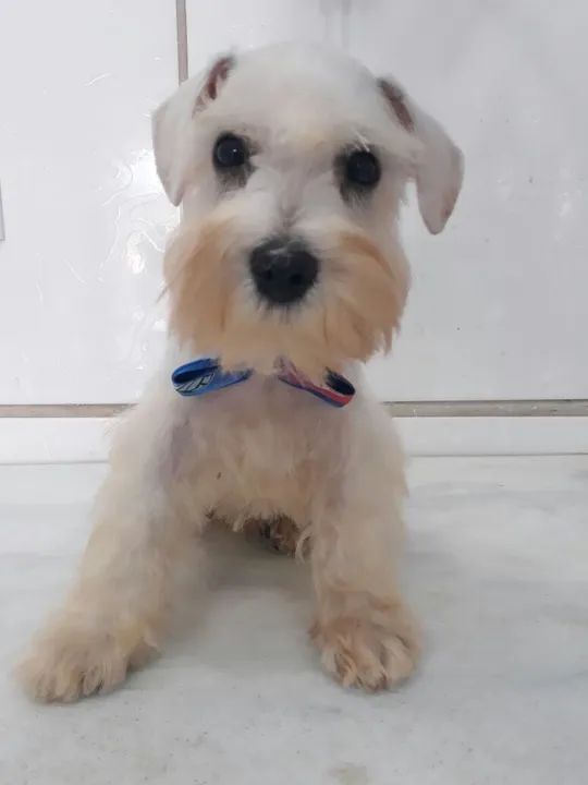 Mini schnauzer fashion olx