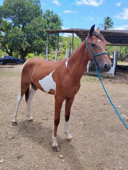 Potra pampa Manga-larga com 1 ano - Foto 2