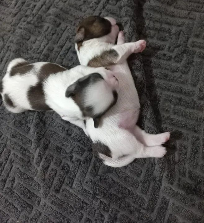 Dois macho e uma fêmea puro - Foto 2