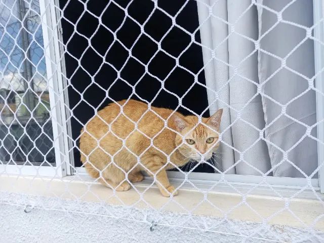 Rede de Proteção para animais e crianças - Foto 3